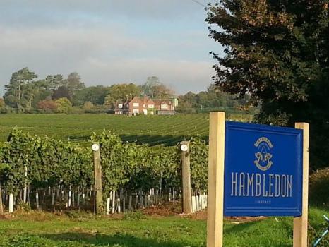 - Hambledon Vineyard